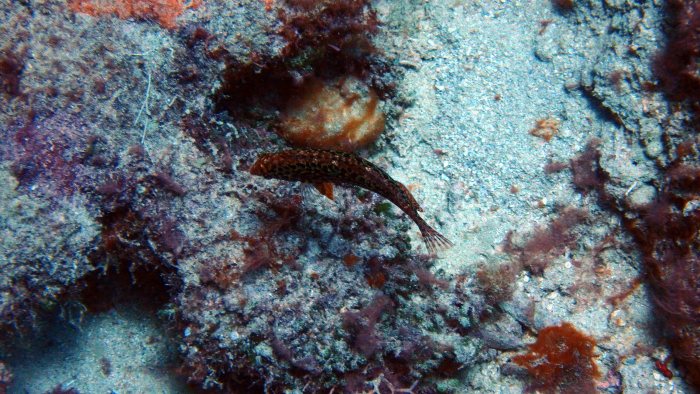Macropharyngodon meleagris