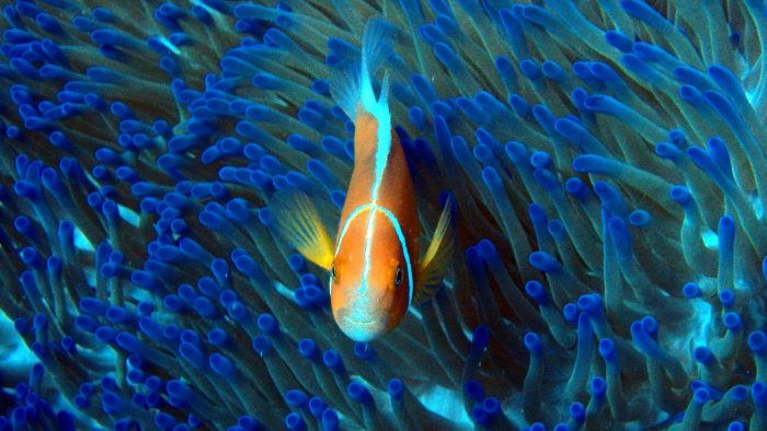 Amphiprion perideraion