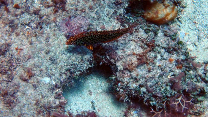 Macropharyngodon meleagris