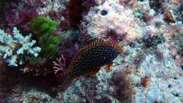 Macropharyngodon meleagris