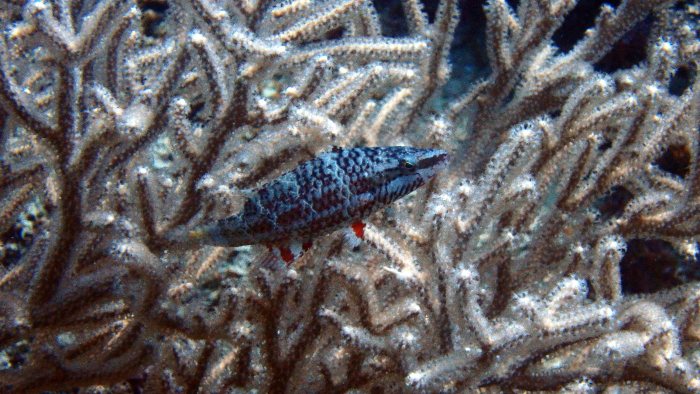 Oxycheilinus arenatus