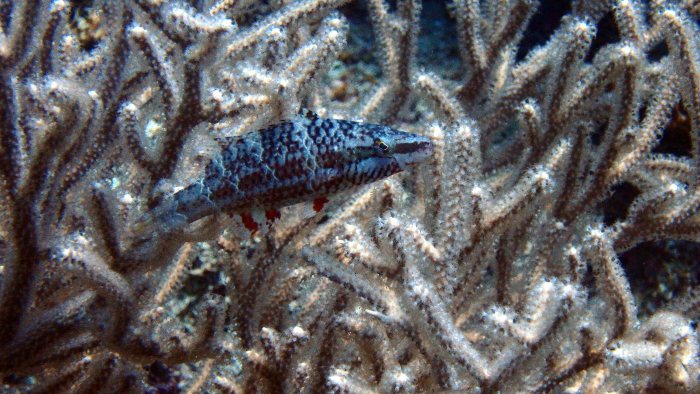 Oxycheilinus arenatus
