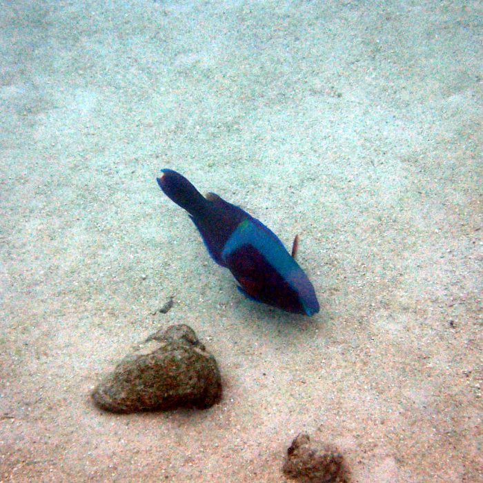 Scarus schlegeli