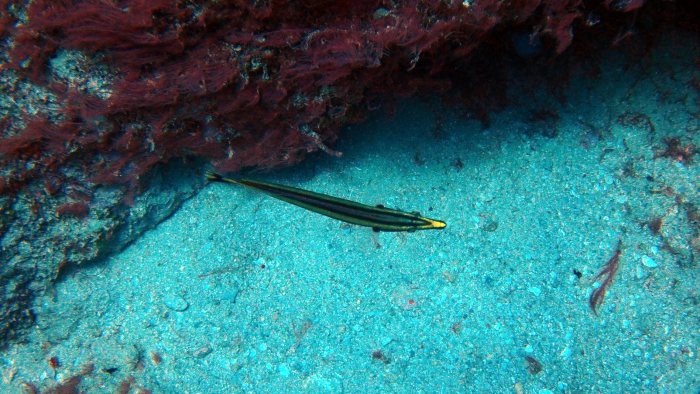Hologymnosus doliatus