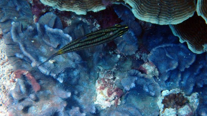 Cheilodipterus quinquelineatus