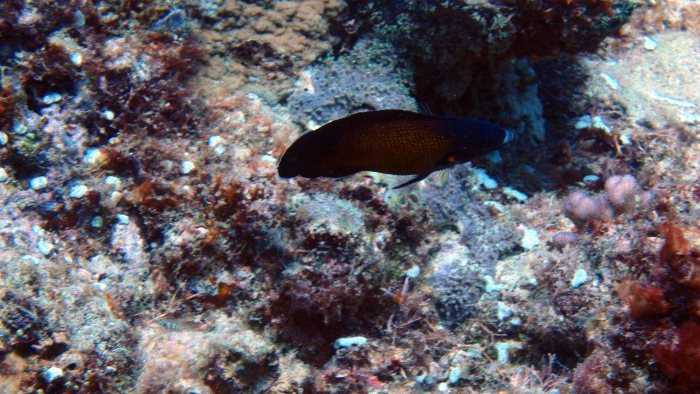Labropsis australis