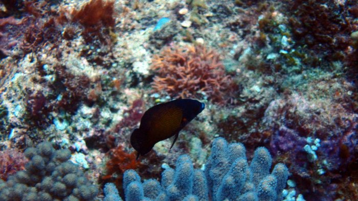 Labropsis australis