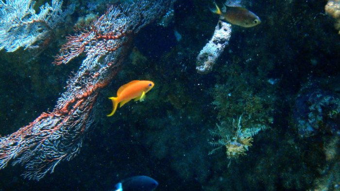 Pseudanthias squamipinnis