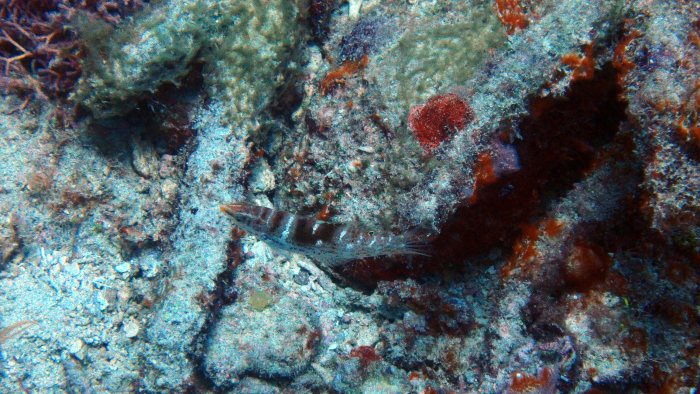 Coris batuensis