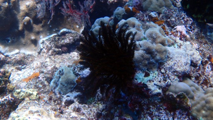 Crinoïde