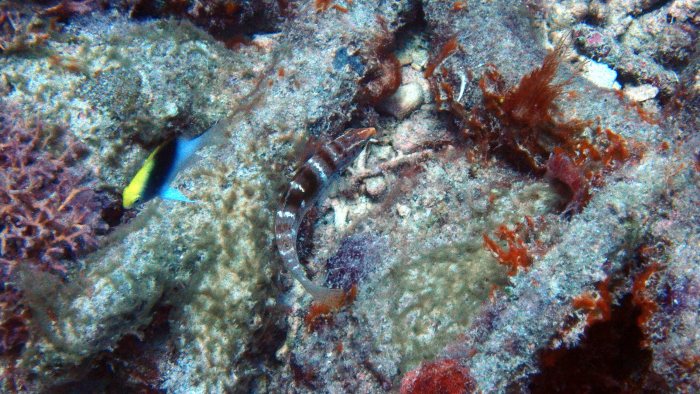Coris batuensis