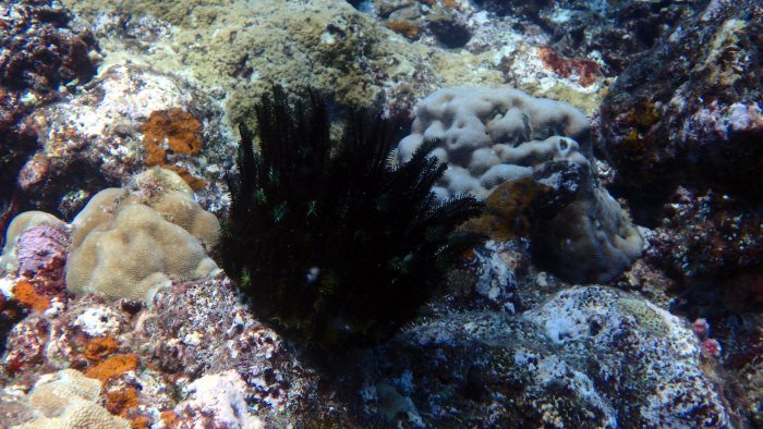 Crinoïde