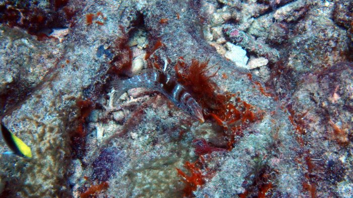 Coris batuensis