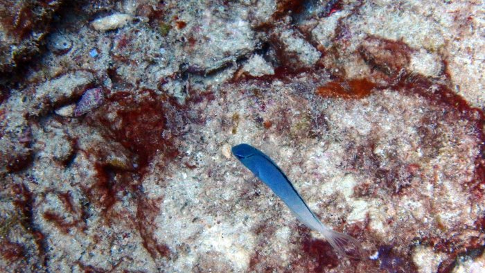 Meiacanthus atrodorsalis