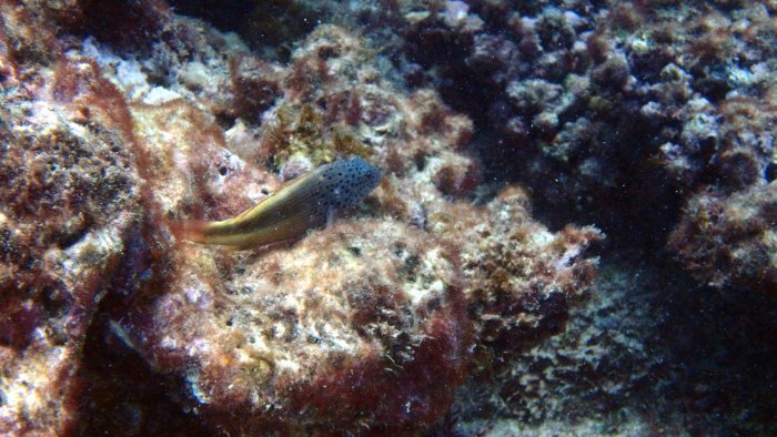 Paracirrhites forsteri