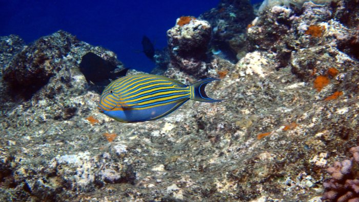 Acanthurus lineatus