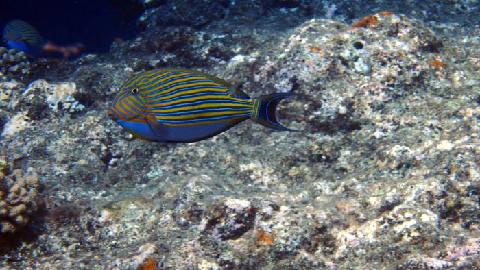 Acanthurus lineatus