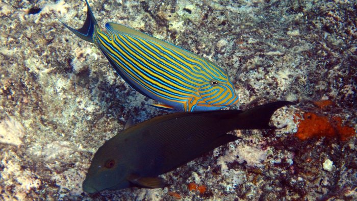 Acanthurus lineatus