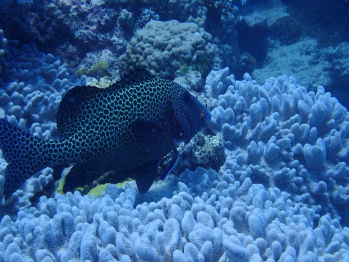 Plectorhinchus chaetodonides