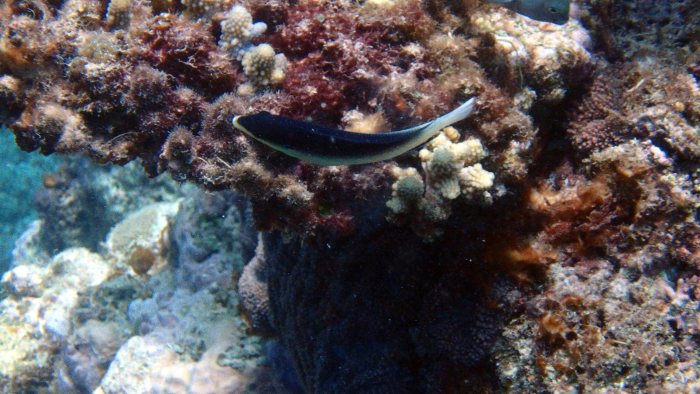 Anampses neoguinaicus