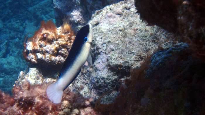 Anampses neoguinaicus