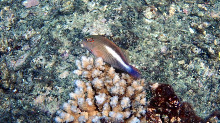 Paracirrhites arcatus