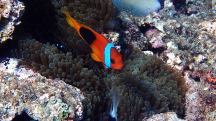 Amphiprion melanopus
