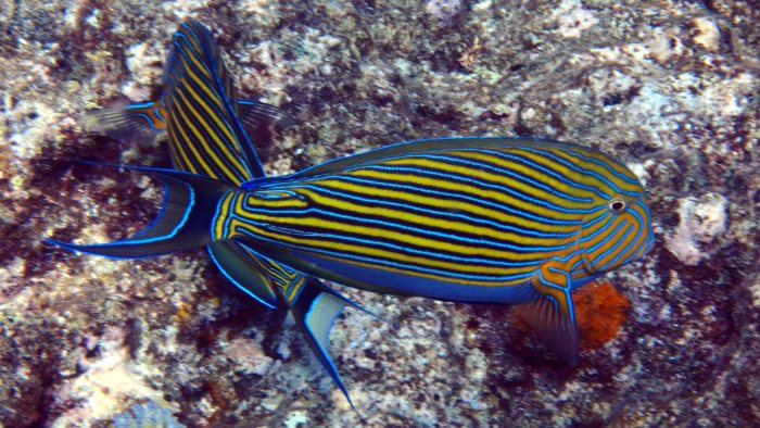 Acanthurus lineatus