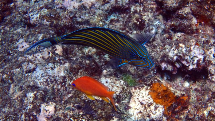 Acanthurus lineatus
