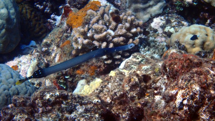 Aulostomus chinensis
