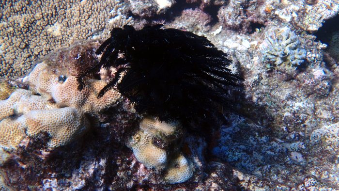 Crinoïde