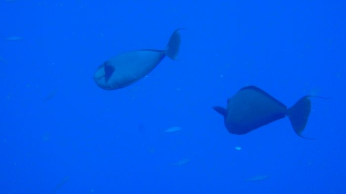 Naso unicornis
