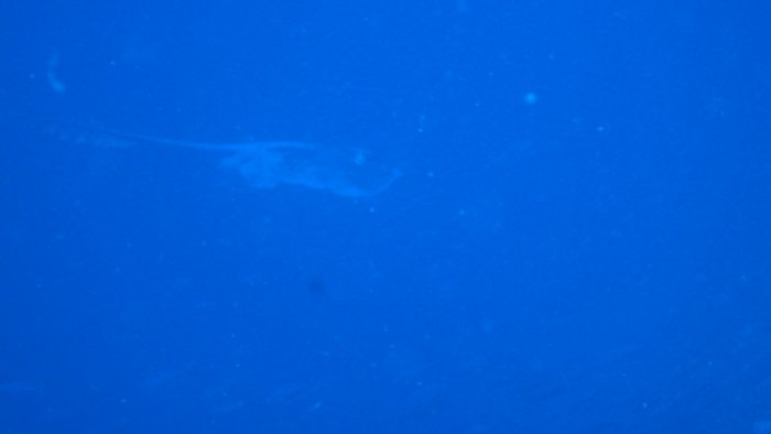 Pastinachus sephen