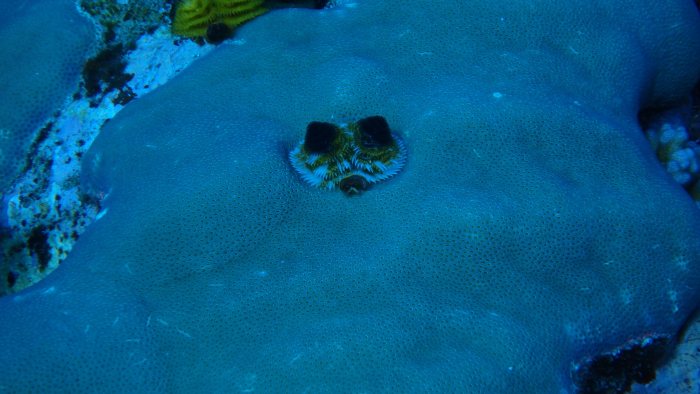Spirobranchus corniculatus