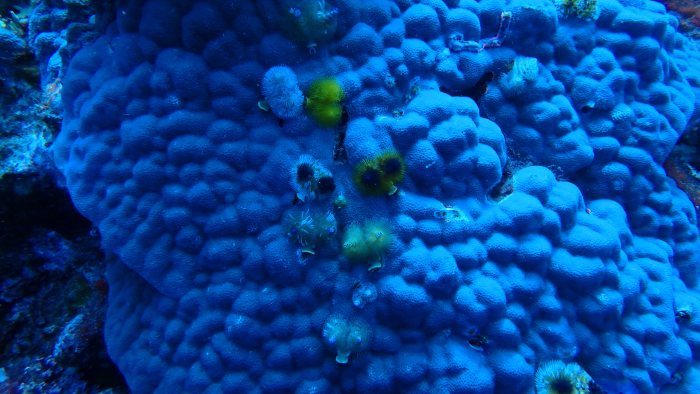 Spirobranchus corniculatus
