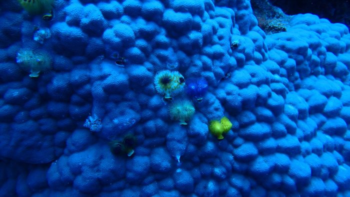 Spirobranchus corniculatus