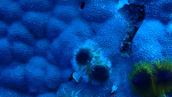 Spirobranchus corniculatus