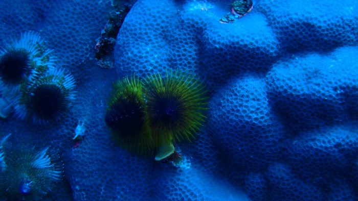 Spirobranchus corniculatus