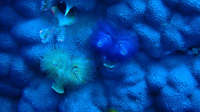 Spirobranchus corniculatus