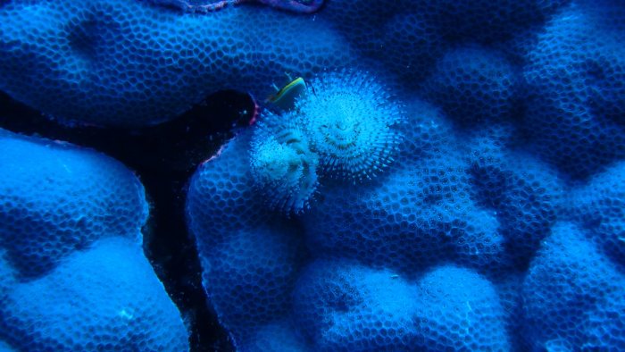 Spirobranchus corniculatus