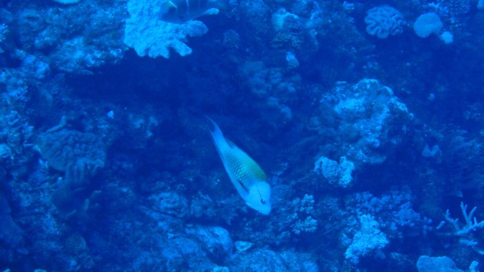 Epibulus insidiator