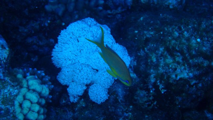 Pseudanthias squamipinnis