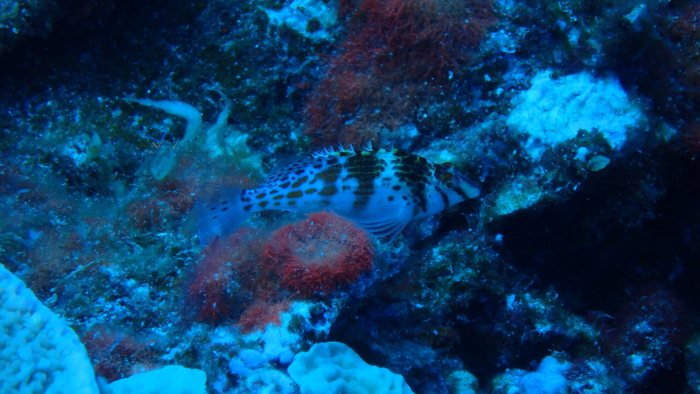 Cirrhitichthys falco