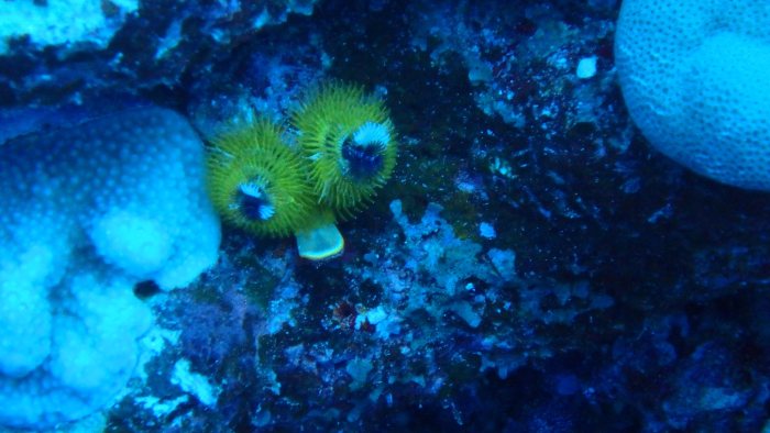 Spirobranchus corniculatus