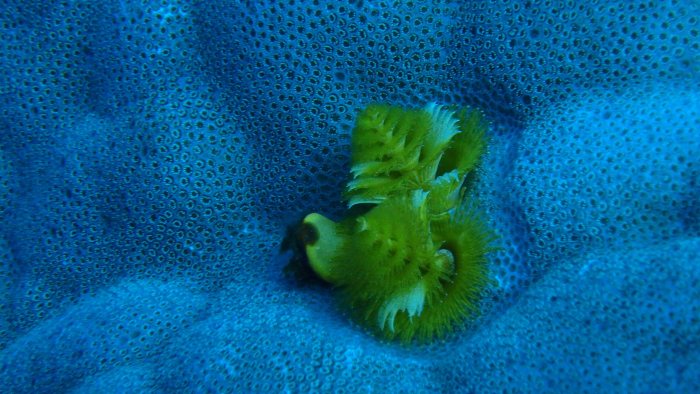 Spirobranchus corniculatus