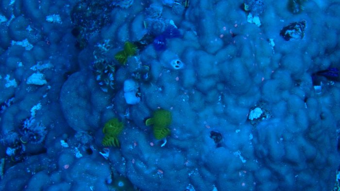 Spirobranchus corniculatus