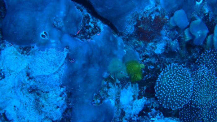 Spirobranchus corniculatus