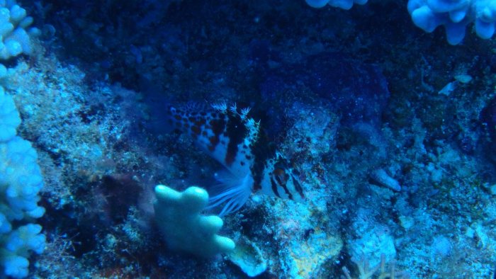 Cirrhitichthys falco