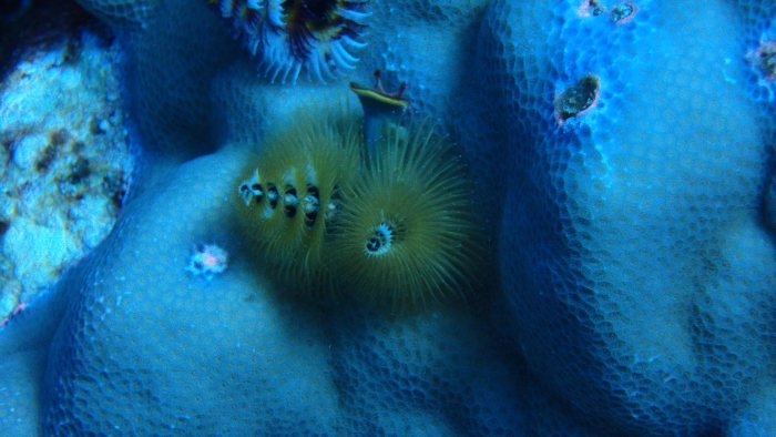 Spirobranchus corniculatus