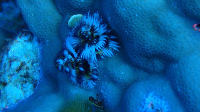 Spirobranchus corniculatus